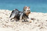 YORKSHIRE TERRIER 117